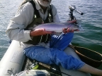 Rainbow trout catch and release Lake Davis: 1024x768